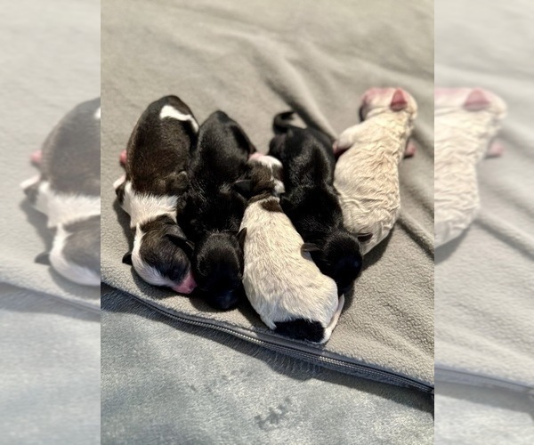 Medium Photo #1 YorkiePoo Puppy For Sale in MONTGOMERY VILLAGE, MD, USA