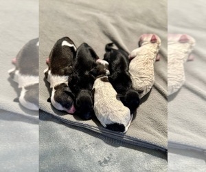YorkiePoo Litter for sale in MONTGOMERY VILLAGE, MD, USA
