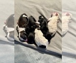 Image preview for Ad Listing. Nickname: Litter of 5