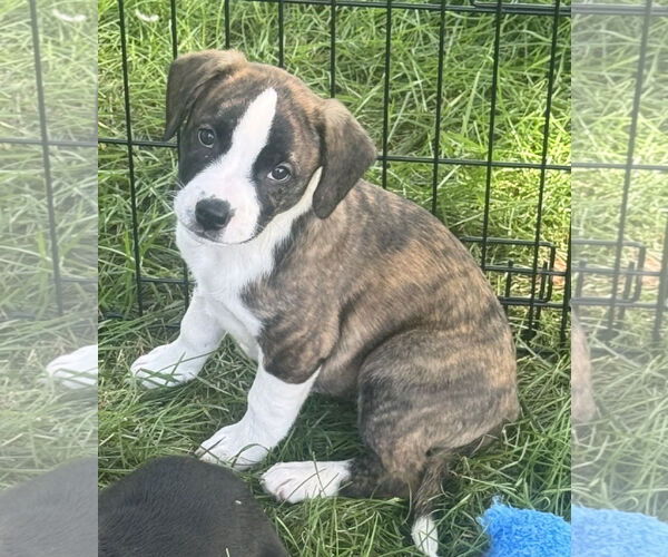 Medium Photo #2 Bearded Collie-Unknown Mix Puppy For Sale in Des Moines, IA, USA