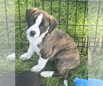 Small #1 Bearded Collie Mix