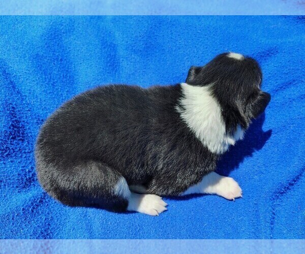 Medium Photo #67 Border Collie Puppy For Sale in NORBORNE, MO, USA
