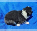 Small Photo #67 Border Collie Puppy For Sale in NORBORNE, MO, USA