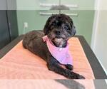 Small Poodle (Miniature)