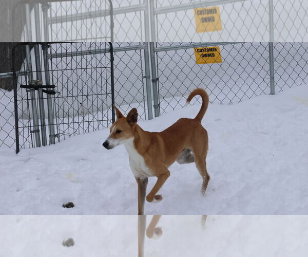 Medium Photo #12 Saluki-Whippet Mix Puppy For Sale in Sebec, ME, USA