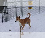 Small #11 Saluki-Whippet Mix