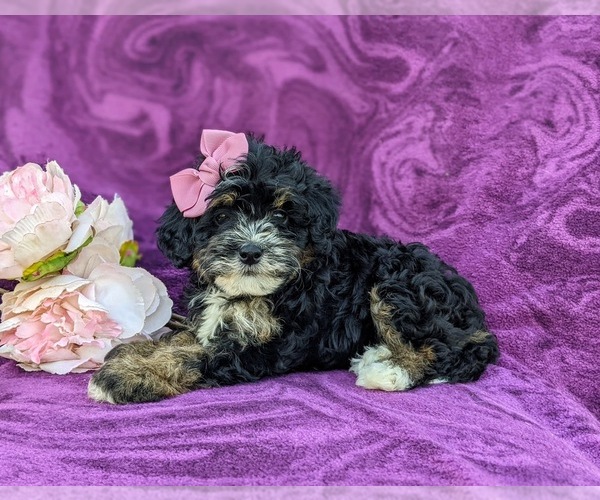 Medium Photo #4 Bernedoodle (Miniature) Puppy For Sale in OXFORD, PA, USA
