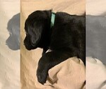 Small Photo #11 Labrador Retriever Puppy For Sale in PUEBLO, CO, USA