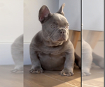 Small #13 French Bulldog