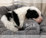 Puppy 8 Saint Berdoodle
