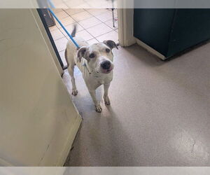 American Pit Bull Terrier Dogs for adoption in Pasadena, CA, USA