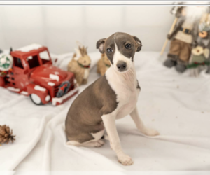 Italian Greyhound Puppy for Sale in HEREFORD, Texas USA