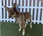 Small German Shepherd Dog Mix