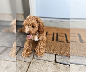 Cavapoo Puppy for sale in PALM SPRINGS, CA, USA