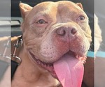 Small #2 Bulldog Mix