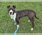 Small #1 American Pit Bull Terrier Mix