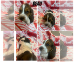 Puppy Beau Basset Hound