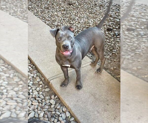 Medium Photo #5 American Staffordshire Terrier Puppy For Sale in Stckton, CA, USA