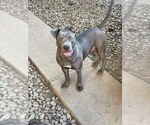 Small #4 American Staffordshire Terrier