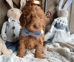 Small Photo #2 Goldendoodle Puppy For Sale in HONEY BROOK, PA, USA