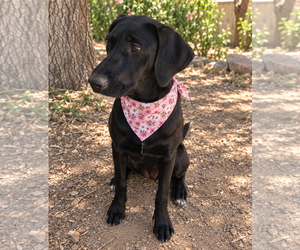 Dottie - Female Labrador Retriever-Unknown Mix Dog for Adoption - Photo #3