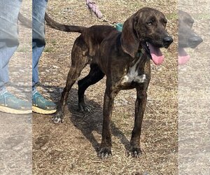 Plott Hound Dogs for adoption in Rustburg, VA, USA