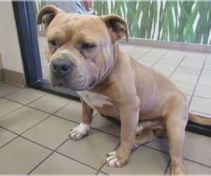 American Bulldog-Unknown Mix Dogs for adoption in Ocala, FL, USA