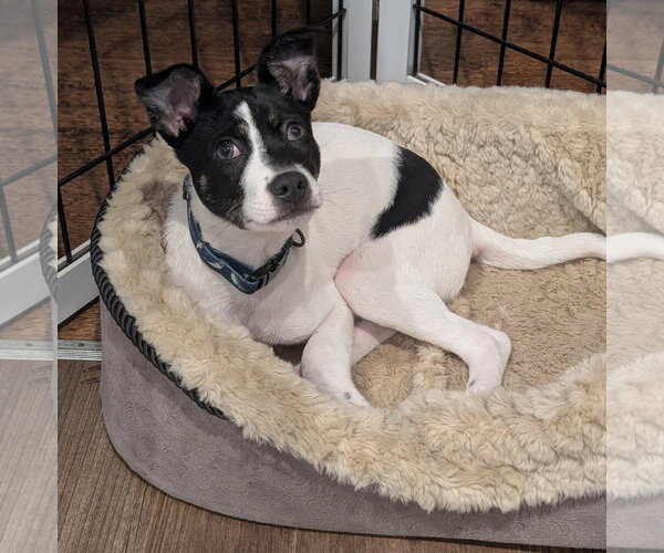 Medium Photo #5 Mutt Puppy For Sale in Brooklyn Center, MN, USA