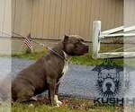 Small Photo #8 American Bully Puppy For Sale in WEST YORK, PA, USA