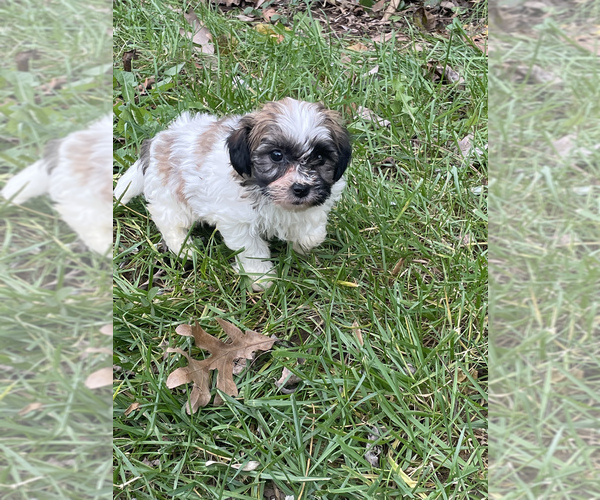 Medium Photo #1 Zuchon Puppy For Sale in RIVERDALE, MD, USA