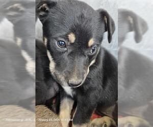 Mutt Dogs for adoption in San Antonio, TX, USA