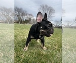 Small Photo #6 French Bulldog Puppy For Sale in PALATINE, IL, USA