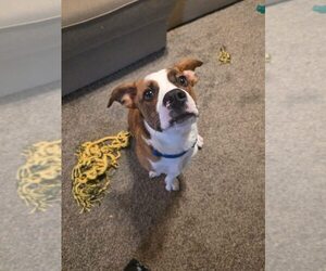 American Bulldog-Pembroke Welsh Corgi Mix Puppy for sale in TRAVERSE CITY, MI, USA