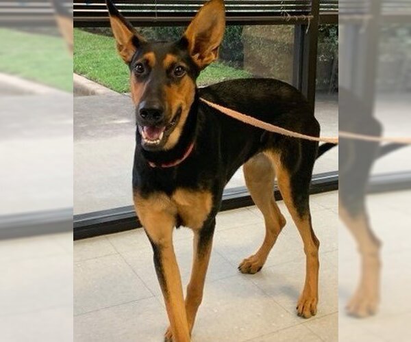 Medium Photo #19 Doberman Pinscher-German Shepherd Dog Mix Puppy For Sale in Spring, TX, USA