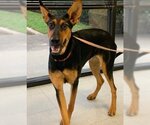 Small Photo #19 Doberman Pinscher-German Shepherd Dog Mix Puppy For Sale in Spring, TX, USA
