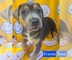 Small #2 Catahoula Leopard Dog Mix