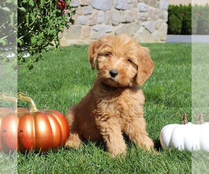 Goldendoodle Puppy for sale in EPHRATA, PA, USA