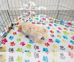 Small #6 Maltese-Poodle (Toy) Mix