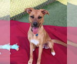 Small #5 Retriever  Mix