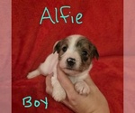 Small #4 Chizer