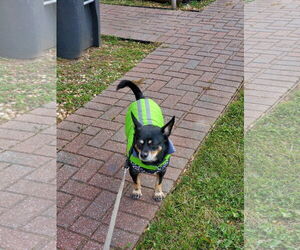Solomon - Male Chipin Dog for Adoption - Photo #6