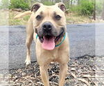 Small #2 American Staffordshire Terrier