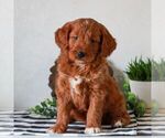 Small #3 Goldendoodle (Miniature)