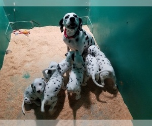 Mother of the Dalmatian puppies born on 05/28/2022