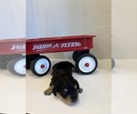 Small #3 Dachshund