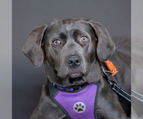 Medium Photo #1 Labrador Retriever-Unknown Mix Puppy For Sale in Mundelein, IL, USA
