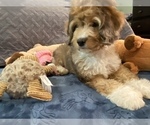 Puppy 8 Cocker Spaniel-Poodle (Miniature) Mix