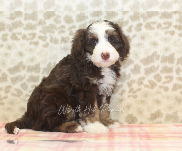 Medium Photo #4 Miniature Bernedoodle Puppy For Sale in DENVER, PA, USA