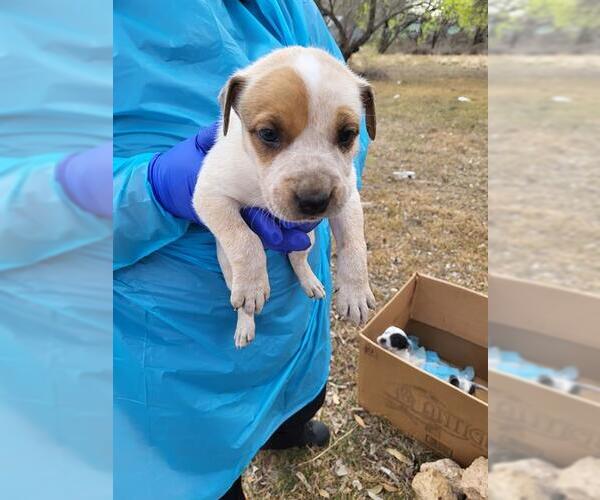 Medium Photo #1 Mutt Puppy For Sale in San Antonio, TX, USA