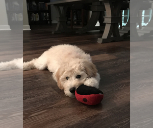 Cock-A-Poo-Goldendoodle Mix Puppy for sale in QUICKSBURG, VA, USA
